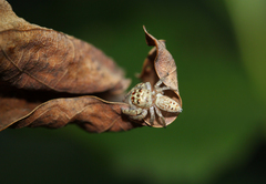 Opisthoncus grassator