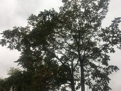 Ailanthus
