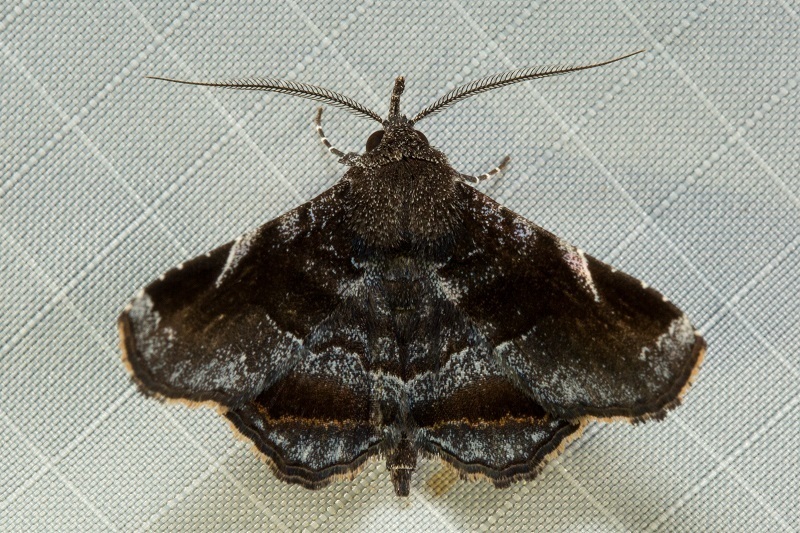 Egnasia conifer