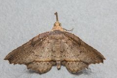 Hypenagonia