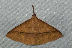 Marapana