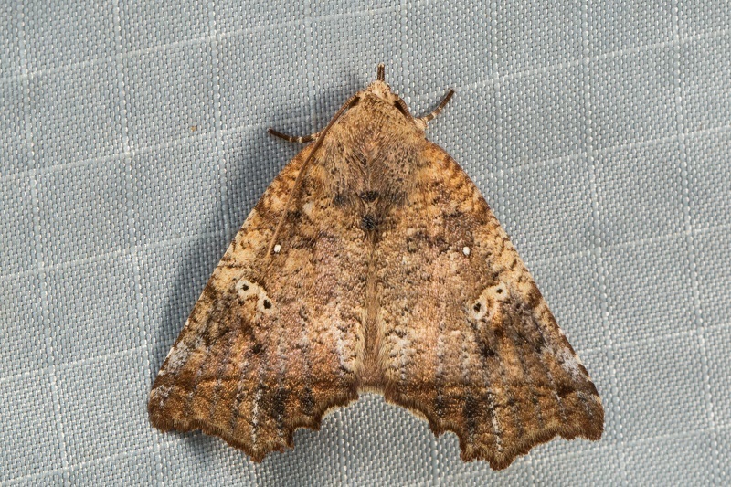 Lineopalpa birena