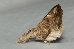 Masca abactalis