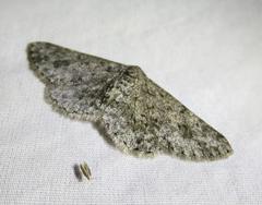 Stenoporpia margueritae