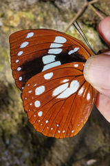 Charaxes madagascariensis