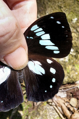 Charaxes madagascariensis