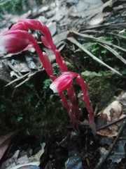 Monotropa coccinea