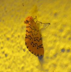 Chrysoecia atrolinea
