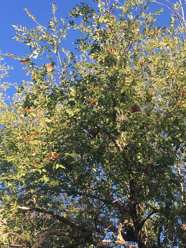 Monarch photographed in New Mexico