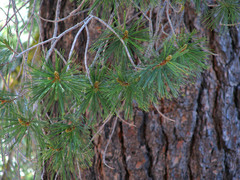 Pinus monticola