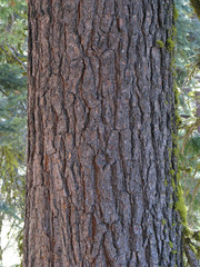 Pinus monticola