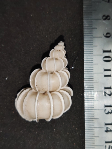 Epitonium scalare, 2025-07-18