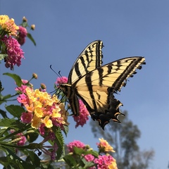 Papilio multicaudata