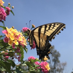 Papilio multicaudata