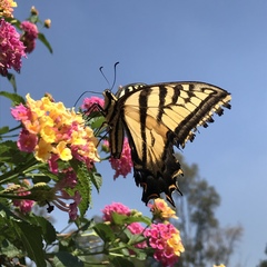 Papilio multicaudata