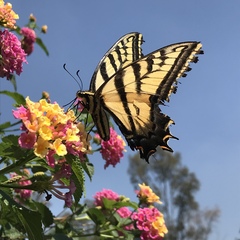 Papilio multicaudata