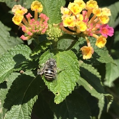 Anthophora marginata