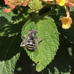 Anthophora marginata