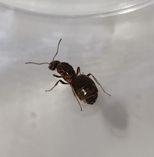 Central European Bicolored Ant photo 6