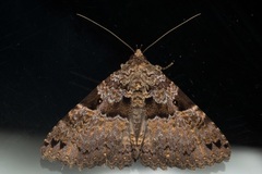 Sypna persubsignata