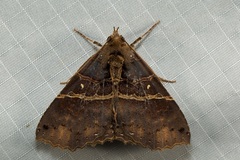 Sypnoides infernalis