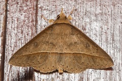 Tochara olivacea