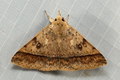Ugia serrilinea