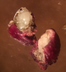 Disholcaspis mellifica