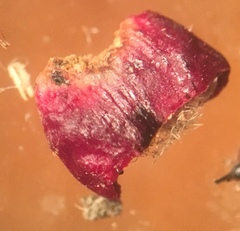 Disholcaspis mellifica