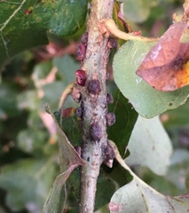 Disholcaspis mellifica