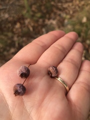 Monilinia vaccinii-corymbosi