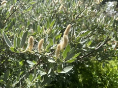 Salix lemmonii