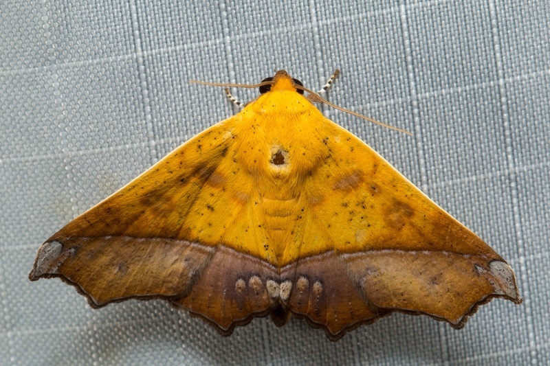 Xanthanomis xanthina