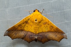 Xanthanomis xanthina