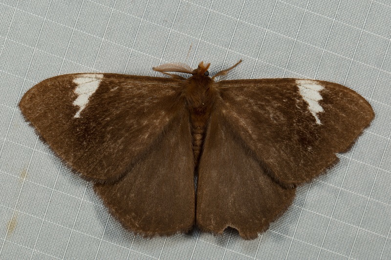 Melanothrix latevittata