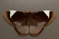 Melanothrix nymphaliaria