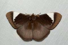 Melanothrix nymphaliaria
