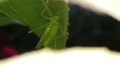 Meconema thalassinum