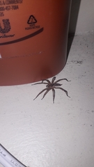 Agelenopsis