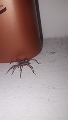 Agelenopsis