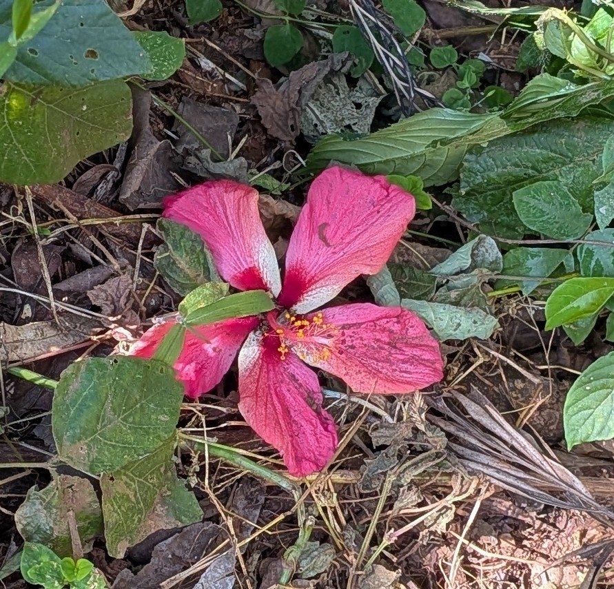 bụp – Hibiscus rosa-sinensis
