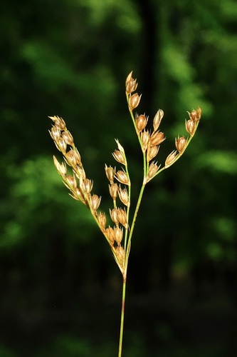 Secund Rush (Juncus secundus)