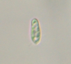 Cryptista