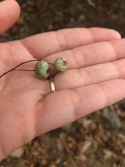 Monilinia vaccinii-corymbosi