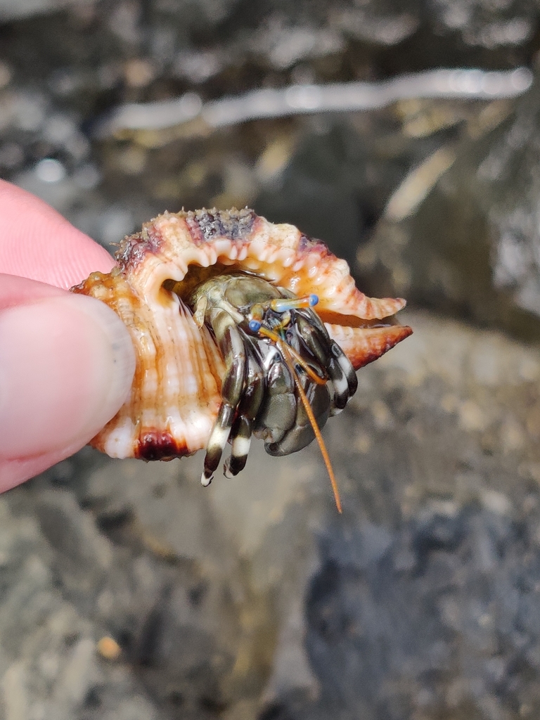 whitebanded hermit