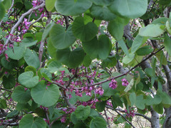 Cercis orbiculata