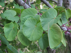 Cercis orbiculata