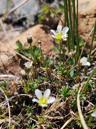 Serpentine stitchwort (Cherleria marcescens)