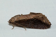 Odontodes seranensis