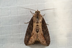 Odontodes seranensis